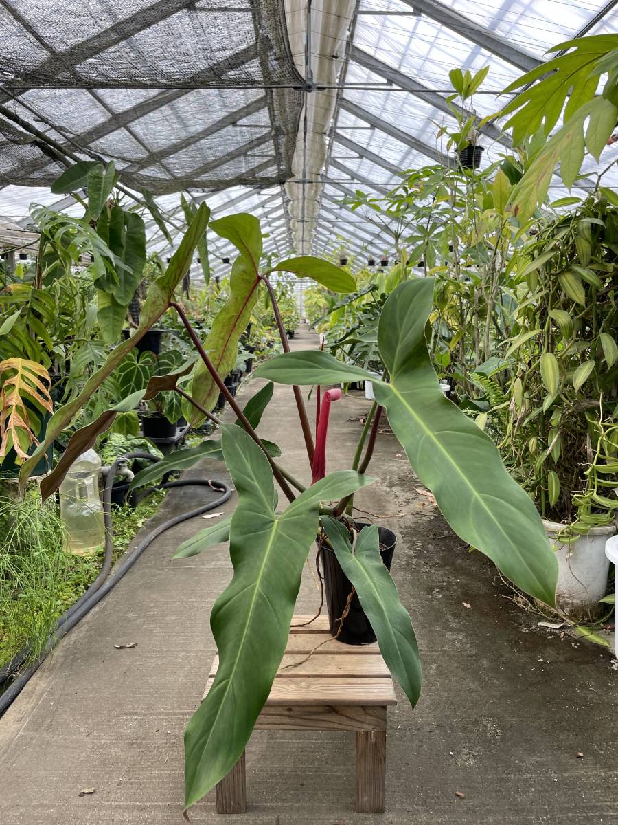 未使用に近い】フィロデンドロン・メキシカナム ☆ Philodendron