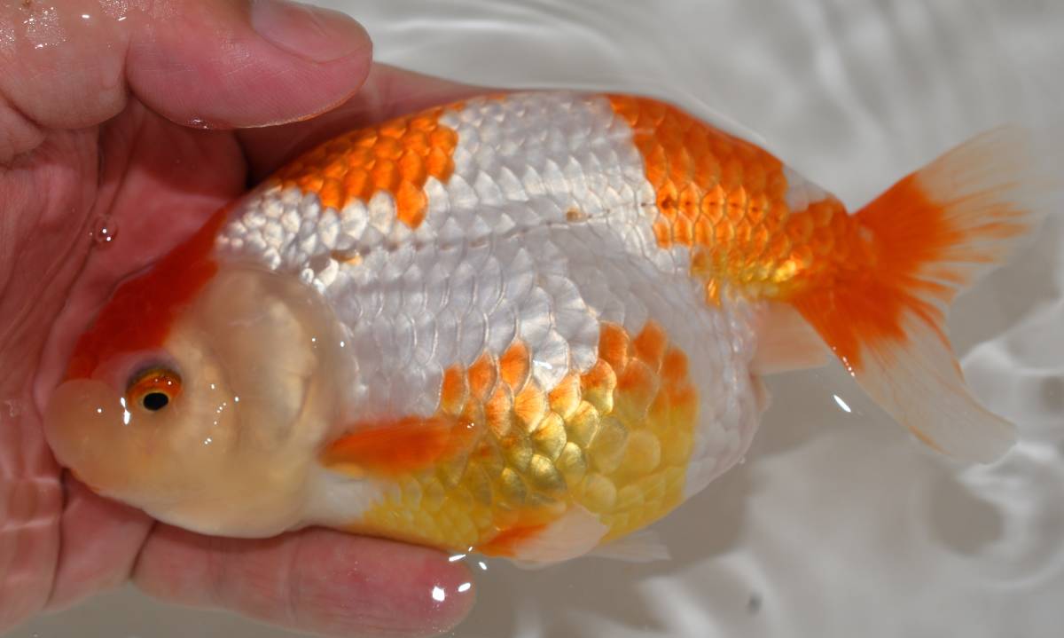 ＜G＞超美・面被り更紗！浜松　杉浦智氏　当歳　１５㎝　雄　動画　A-2（1～13）　  最強更紗祭！浜松・杉浦智氏作・当歳・１４㎝ 雌 動画 ○3