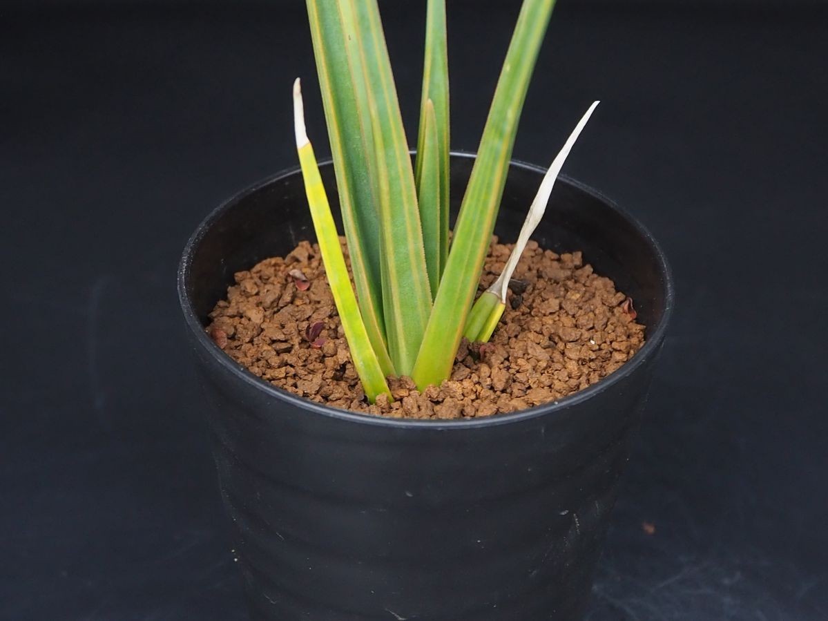 超希少 ドラセナ シナバリ 優良株 実生3年 【公式通販】