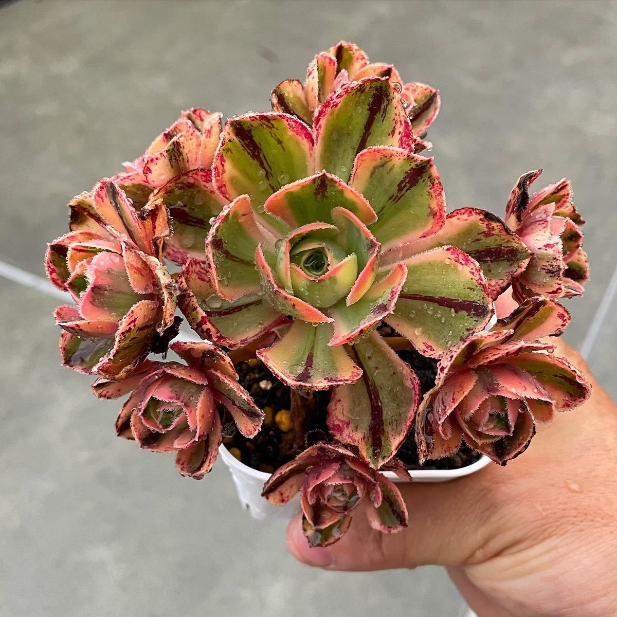 多肉植物ア工オニウム錦❤️ロスコフ錦❤️青花磁❤️状態図 目立った傷や汚れなし】アエオニウム 『ロスコフ錦』 多肉植物 大人気