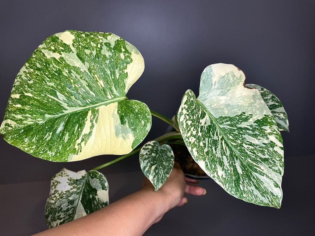 超希少 モンステラ・デリシオーサ ホワイトスノー 激レア‼️】モンステラ デリシオーサ ホワイトスノー 斑入り 希少