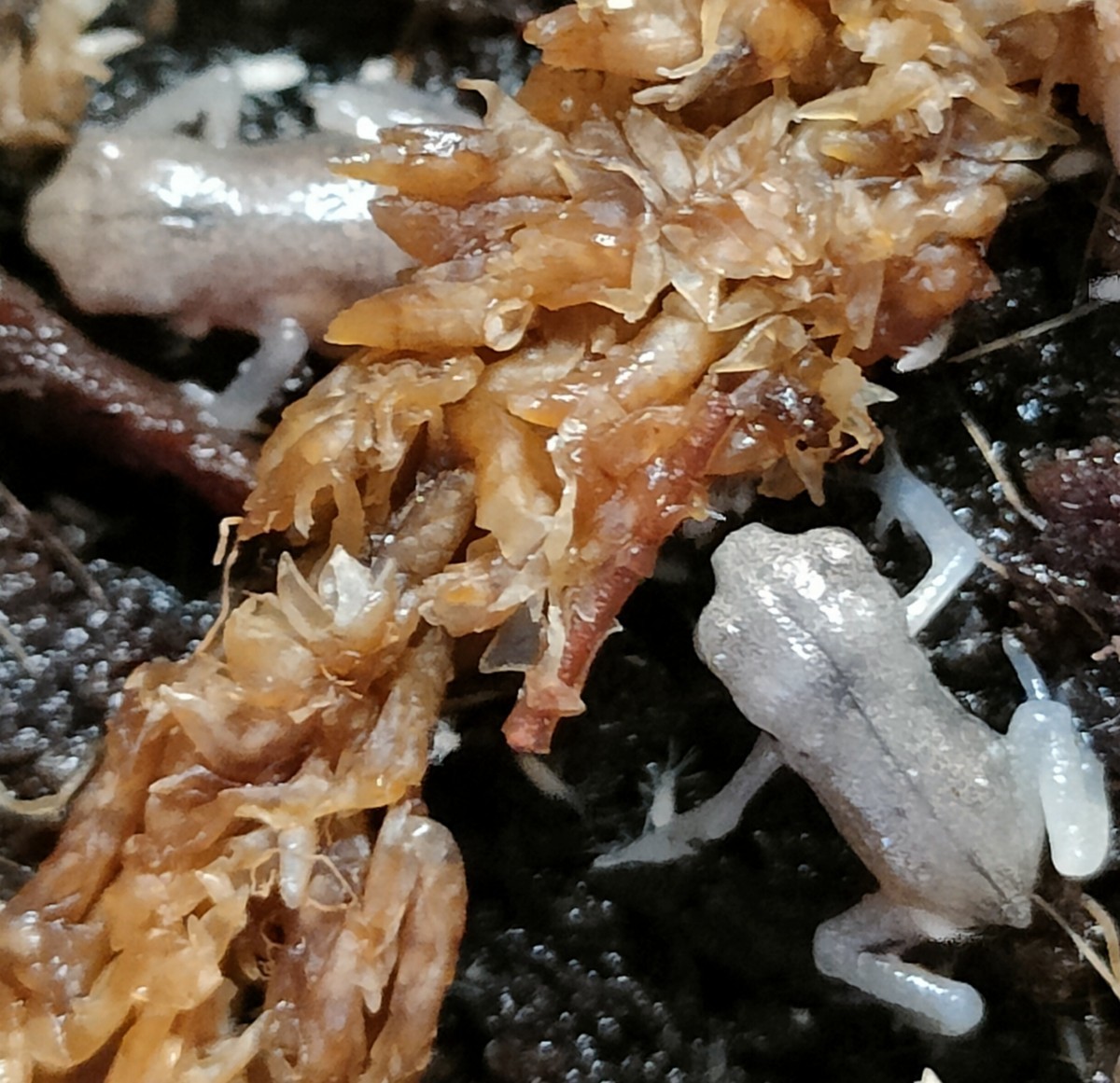 アズマヒキガエル アルビノ アルビノ ヒキガエル アズマ カエル ？ 色素変異 ？ 透明 ？ オタマジャクシ 1