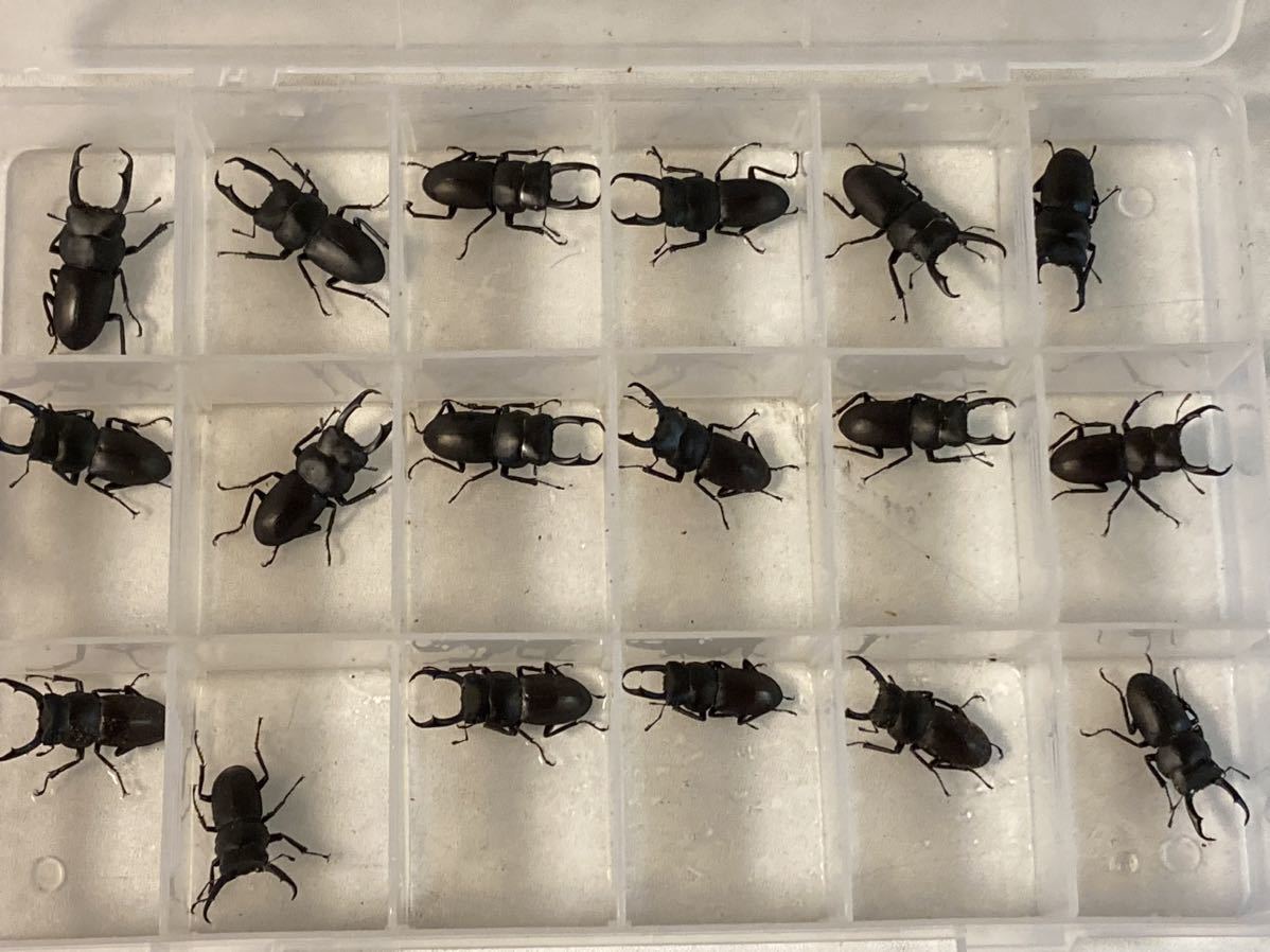 【gkh】 天然採集 コクワガタ オスのみ40頭