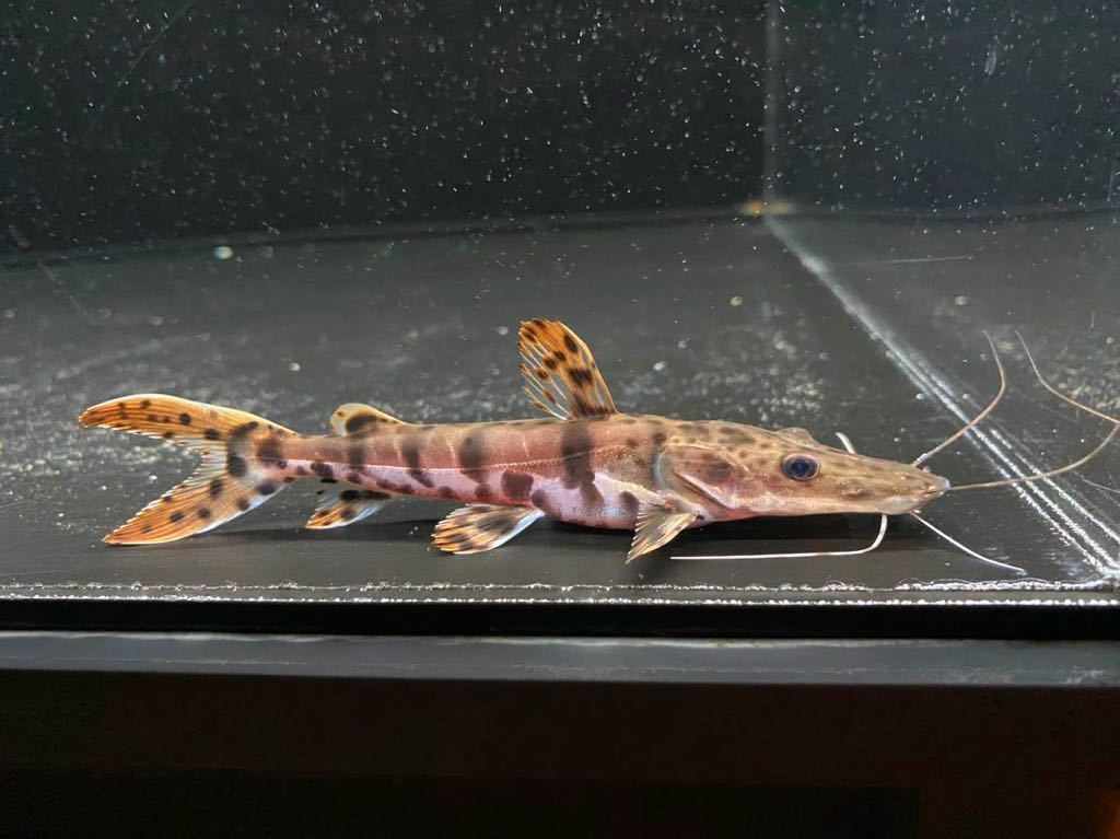 アロワナ、エンドリー、ダトニオ