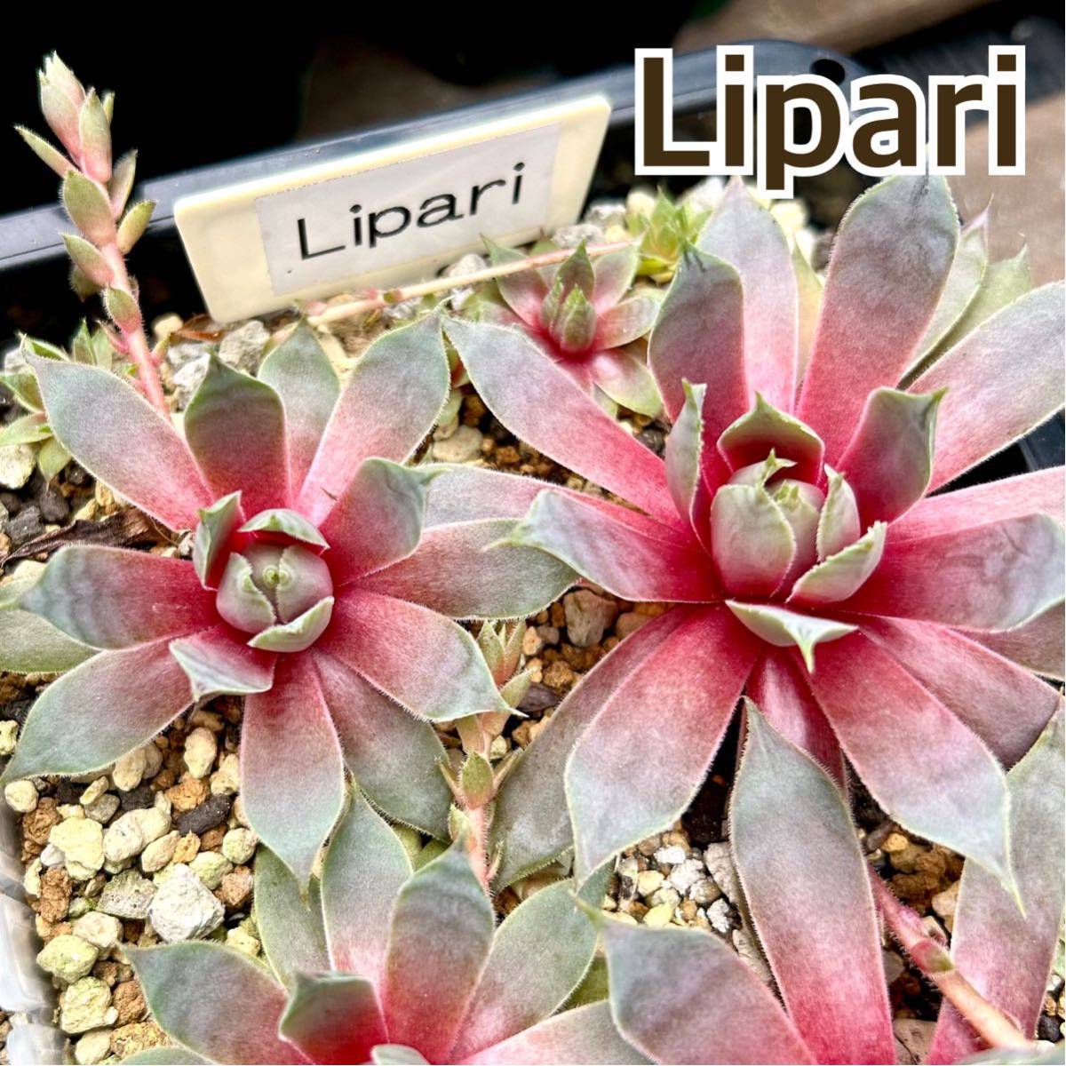 センペルビウムカット苗130種類セットセンペルビュームセンペル