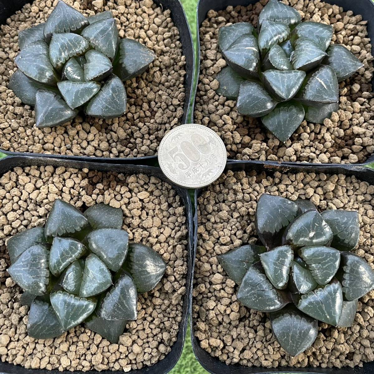 ハオルチア トロピカルナイト錦 極上斑 ハオルチア トロピカルナイト錦 極上斑