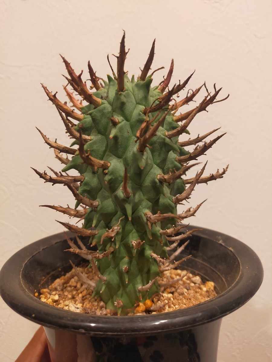 つけ麺 　50粒 Euphorbia schoenlandii カ7143 「実生」ユーフォルビア スコエンランディ 抜き苗【多肉
