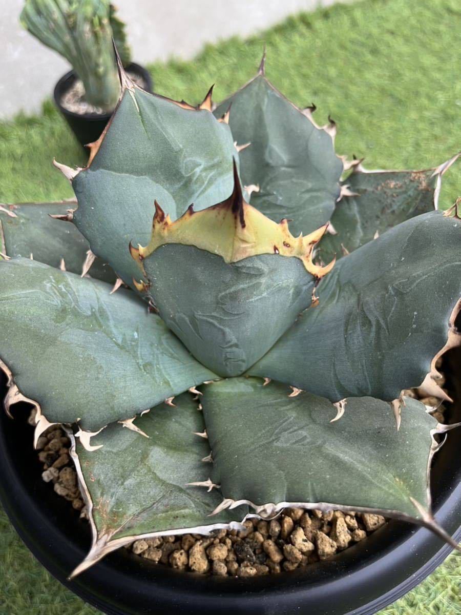 アガベ オテロイ 実生 選抜株 選抜した実生アガベオテロイの成長と観察