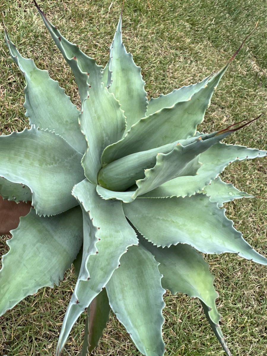 アガベオバティフォリアクラーケン オバティフォリア クラーケン