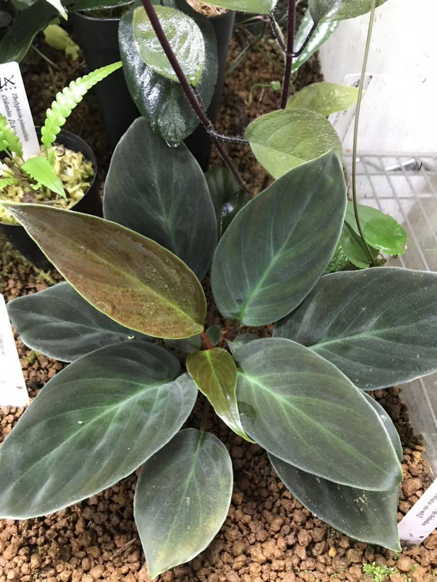 Homalomena sp. ホマロメナ | – from 黒閃 - Yahoo!オークション 熱帯