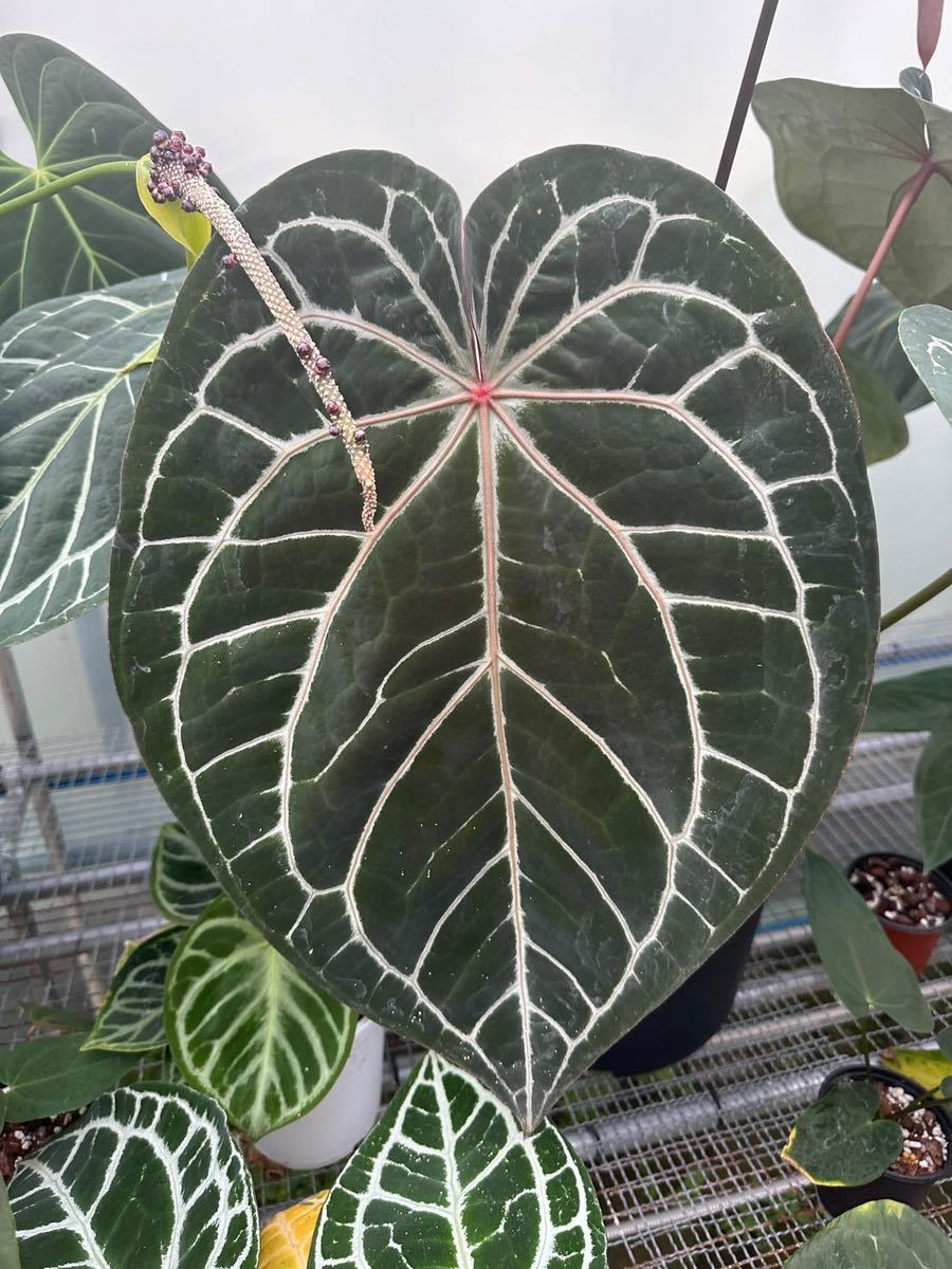 未使用に近い】Anthurium Redcrystallinum NSE self アンスリウム