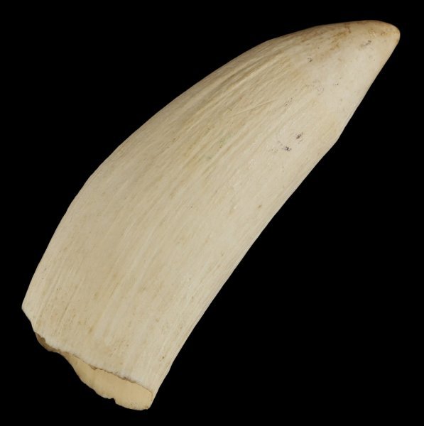 マッコウクジラの歯　約490g O-821】希少 鯨歯 抹香鯨 マッコウクジラ 歯 鯨牙 牙 クジラ歯 O