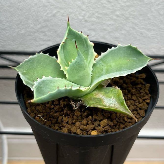 agave titanota 姫厳龍 特殊個体アガベチタノタ agave titanota 姫厳龍 特殊個体アガベチタノタ