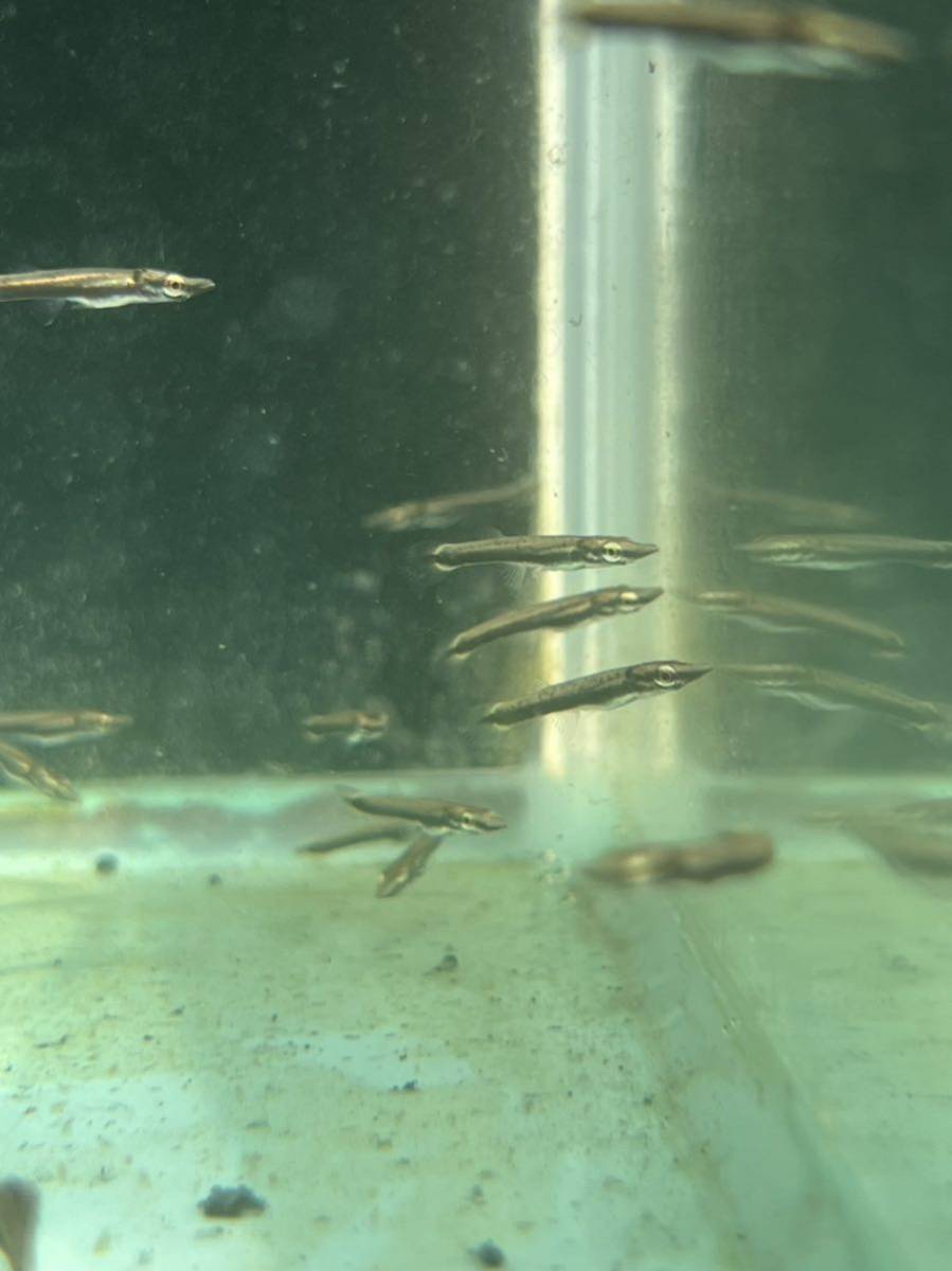 肉食メダカ、ベロネソックス稚魚10匹