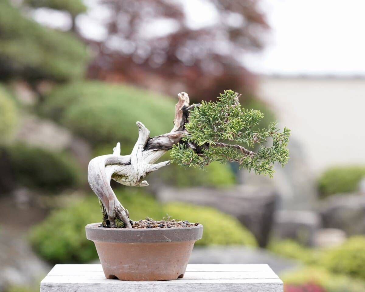 岐阜県高山発☆五葉松 松 植木鉢 盆栽 bonsai 岐阜県高山発☆五葉松 松 植木鉢 盆栽 bonsai 盆栽 樹高4㎝ クチナシ 鉢