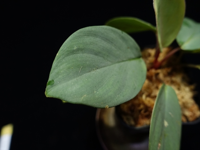 やや傷や汚れあり】管2:Homalomena sp 銀甲冑 BNN from Sibolga