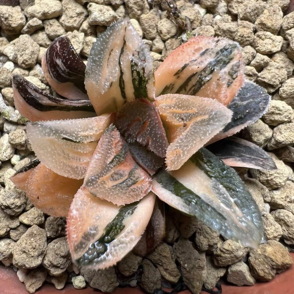 多肉植物 ハオルチア 万象錦 覇王 極上斑 ハオルシア」の直近30日の