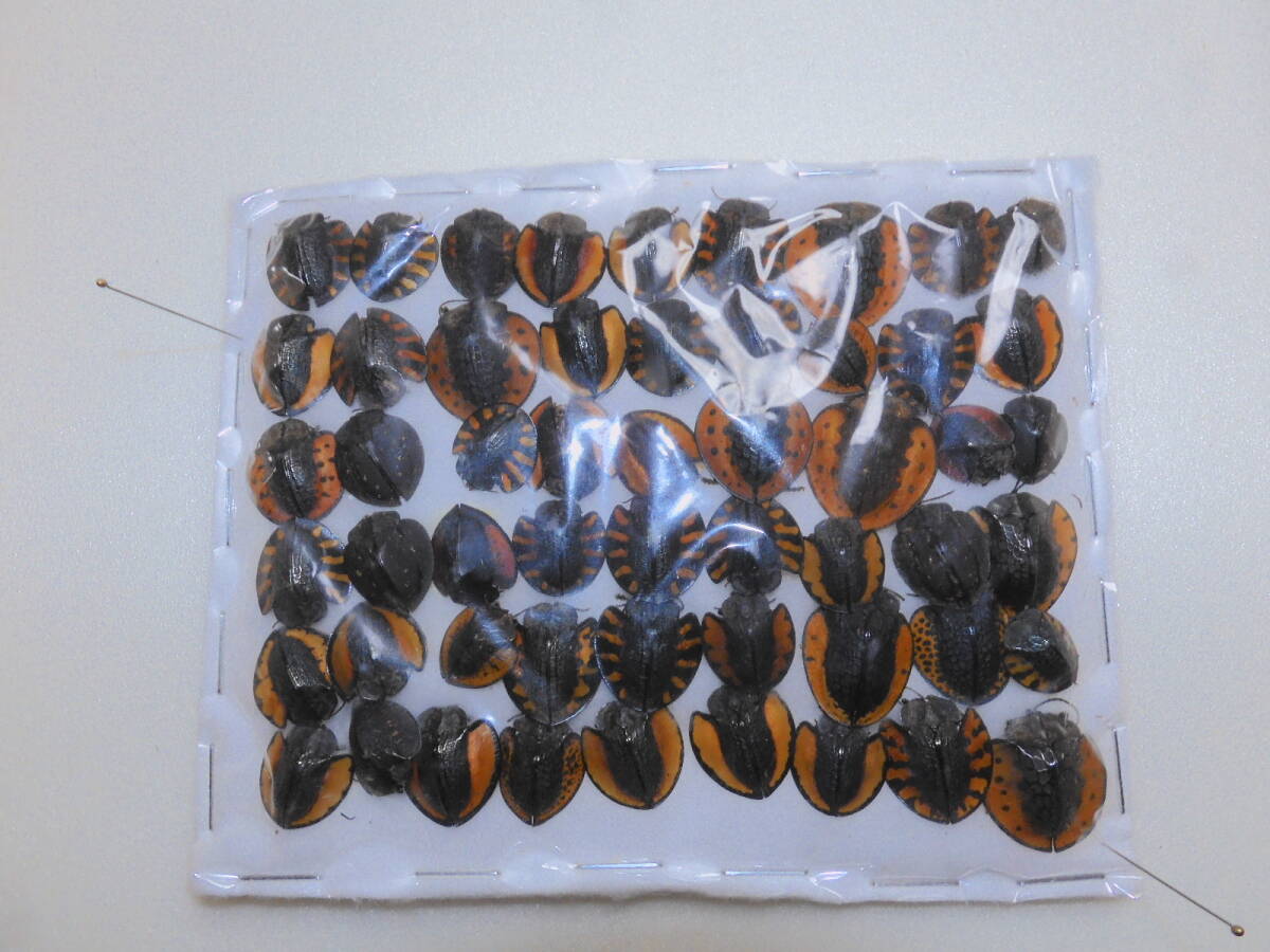 ペルー産　ハムシセット 未検品3 ペルー産ハムシセット 未検品3