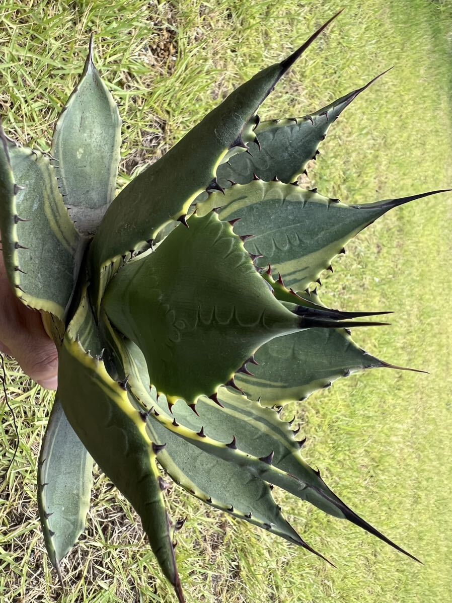 Agave パリー ラッキーストライプ parryi Lucky Stripeパリー斑入り-12
