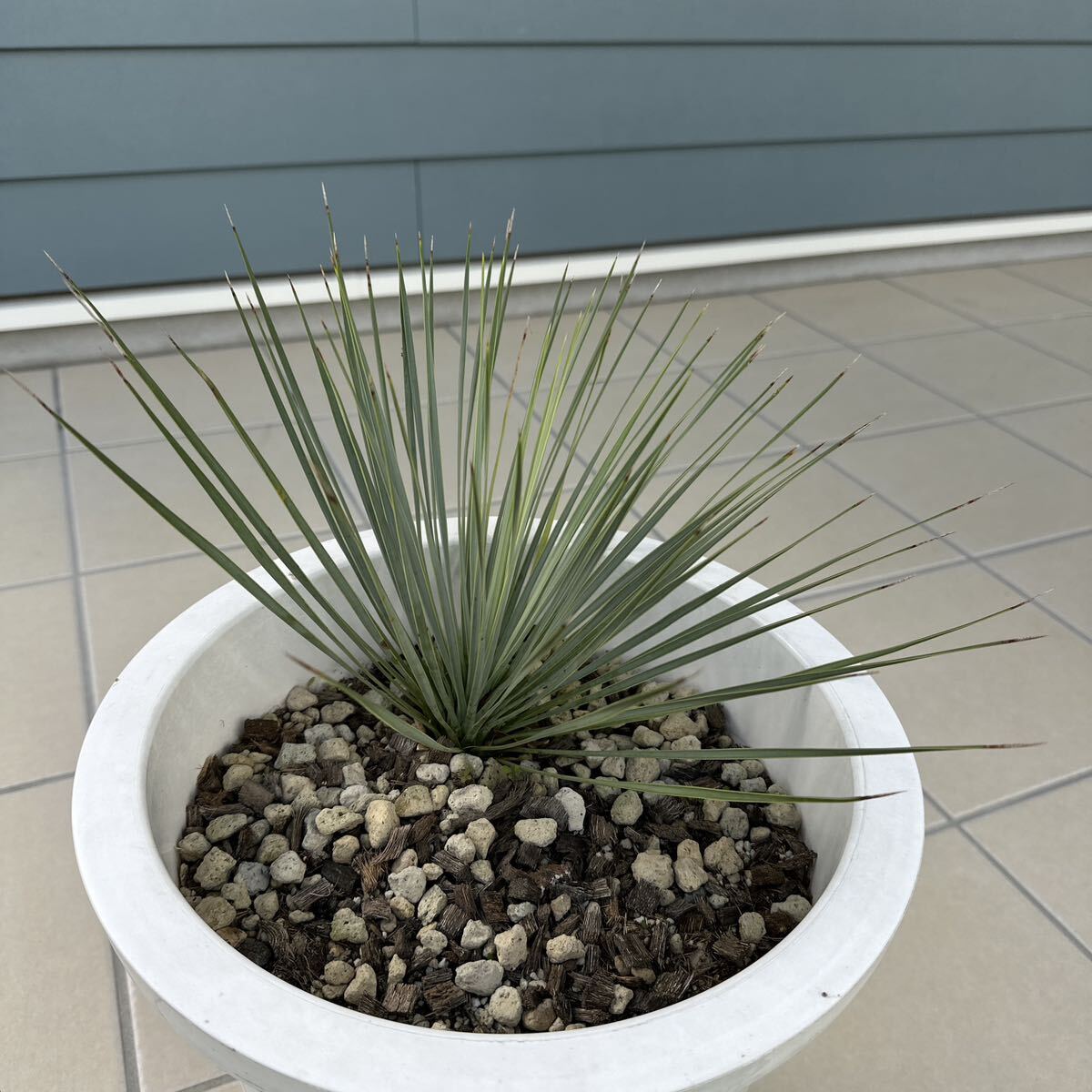 現品】ユッカ・リネアリフォリア linearifolia 10号 GF番 ユッカ リネ