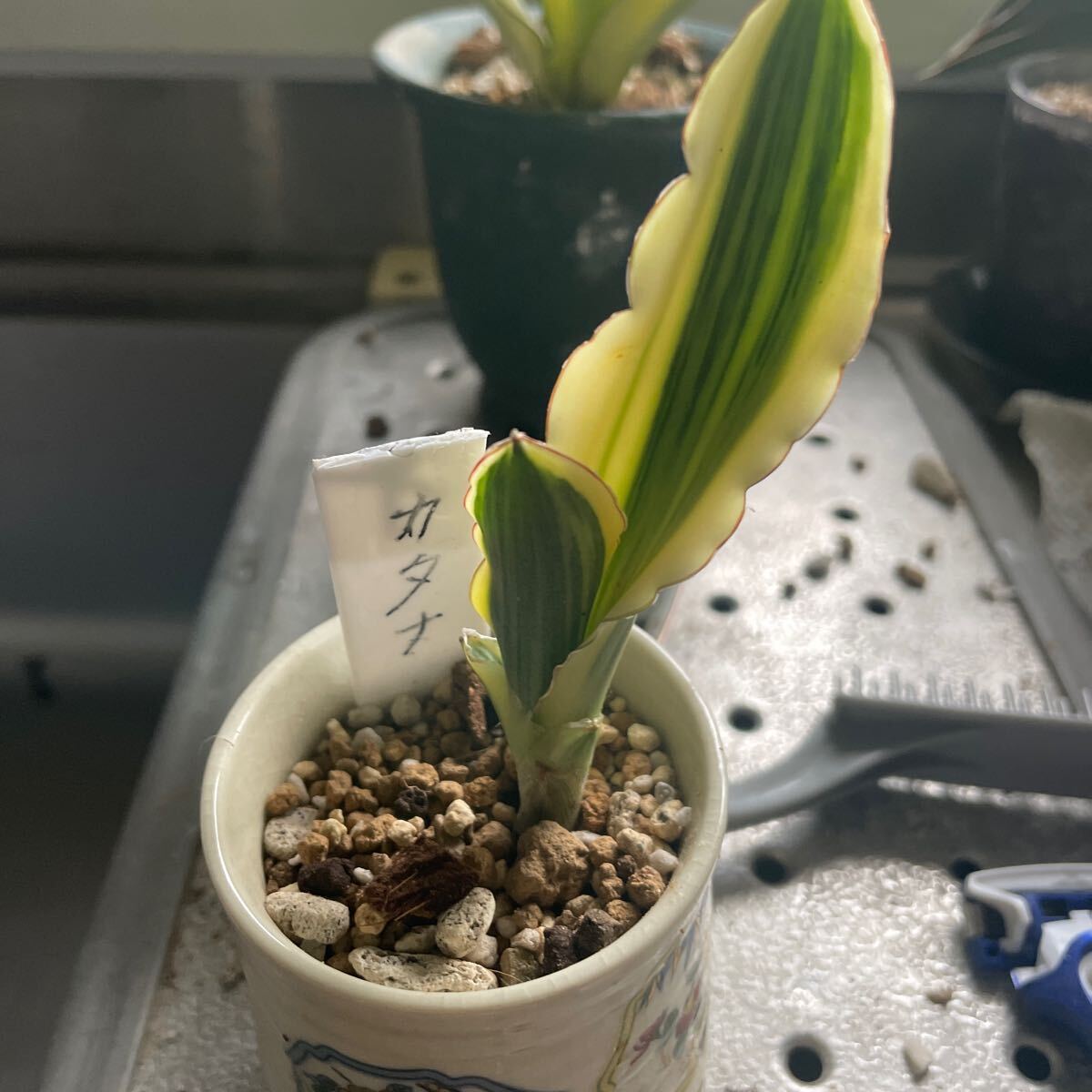 サンスベリア ロリダ 斑入り サンスベリア ロリダ 斑入り S.Rorida Variegated 2
