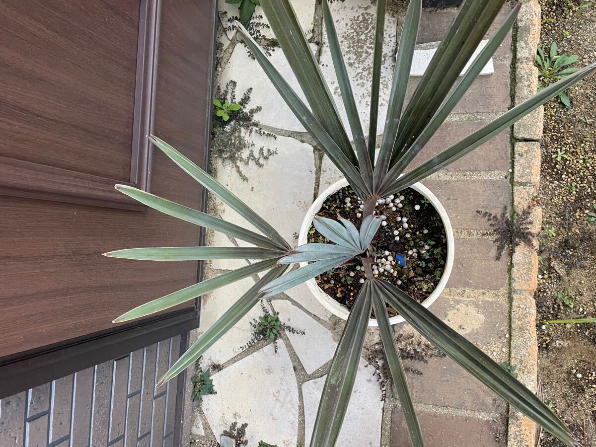 ココスヤシ　引取限定 2025年最新】ココスヤシの苗の人気アイテム - メルカリ