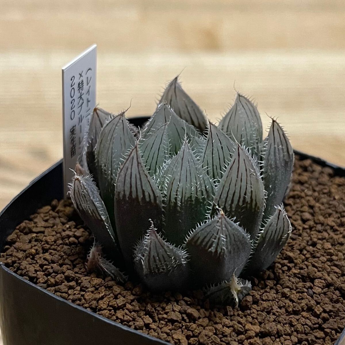 多肉植物 ハオルチア 台湾李氏実生21 奇妍系