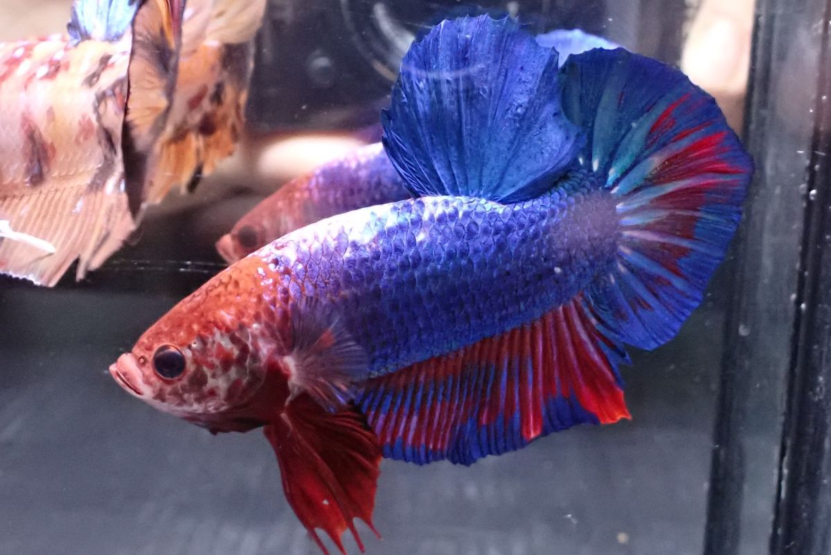 ベタ ギャラクシーPK