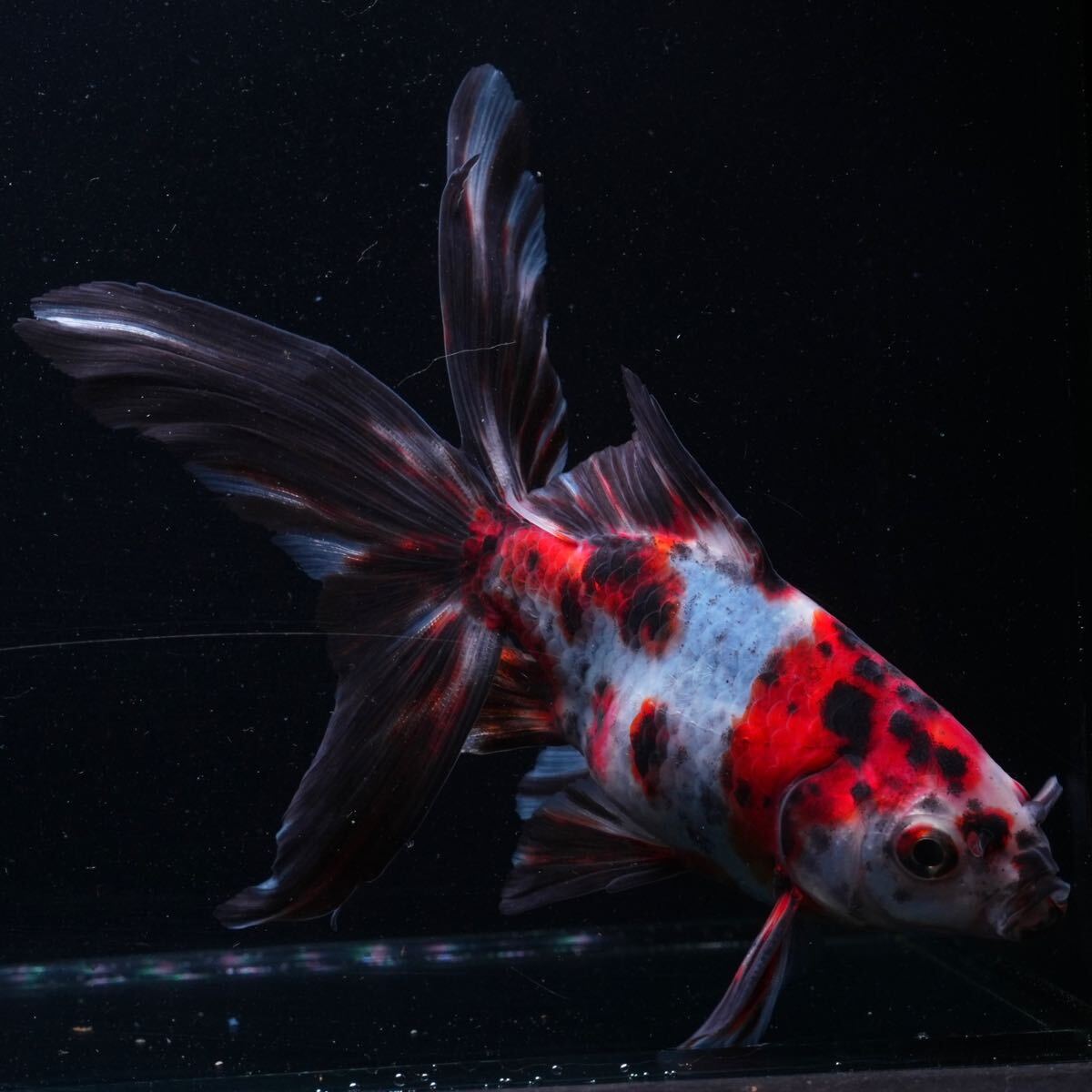 ★フランティア レディースキャディバッグ　４１７ＦＲＡ４ＴＰＧ０１（赤・白）【8.5型-46インチ対応】＊未使用品＊ アンパスィ レディース（キャディバッグ｜バッグ・ケース