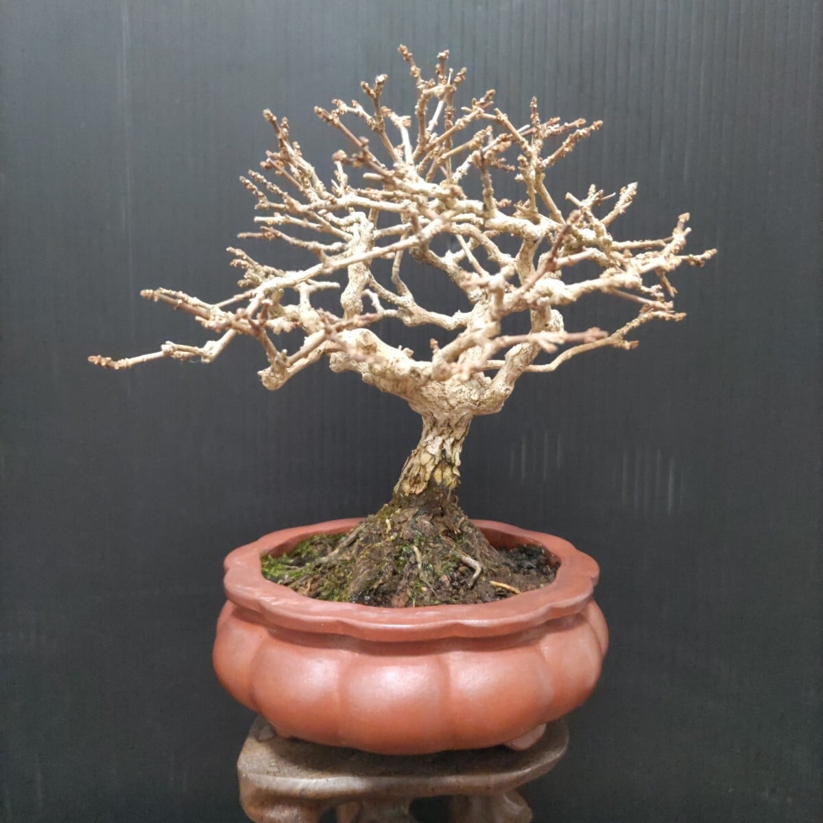 『苔聖園』　黒松　１ 苔聖園』 黒松 瑞宝 1