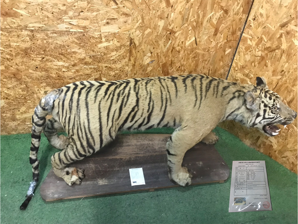 やや傷や汚れあり】虎 剥製 トラ 全長233cm エリア限定 国際希少野生