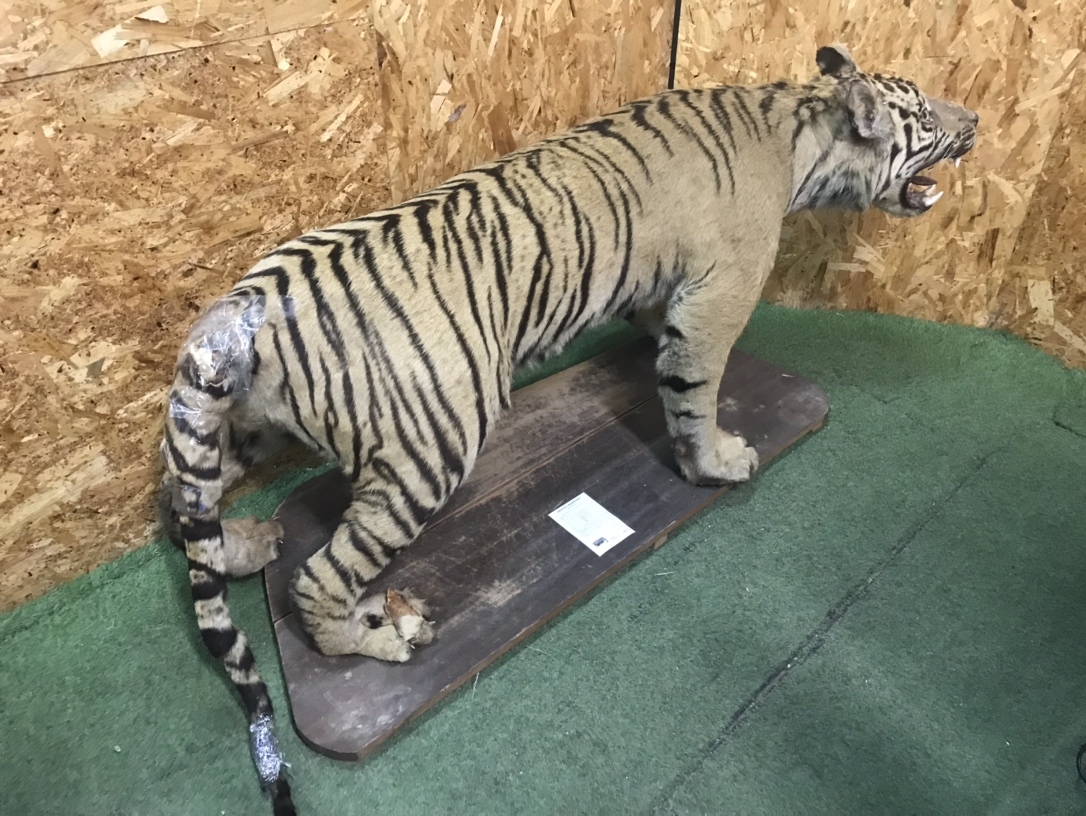 やや傷や汚れあり】虎 剥製 トラ 全長233cm エリア限定 国際希少野生