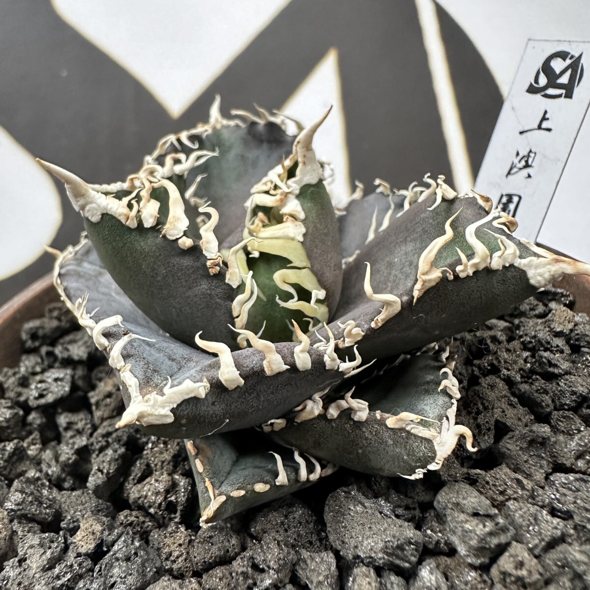 アガベ 多肉植物 チタノタ 金剛 キングコング 厳選超極上育成美株