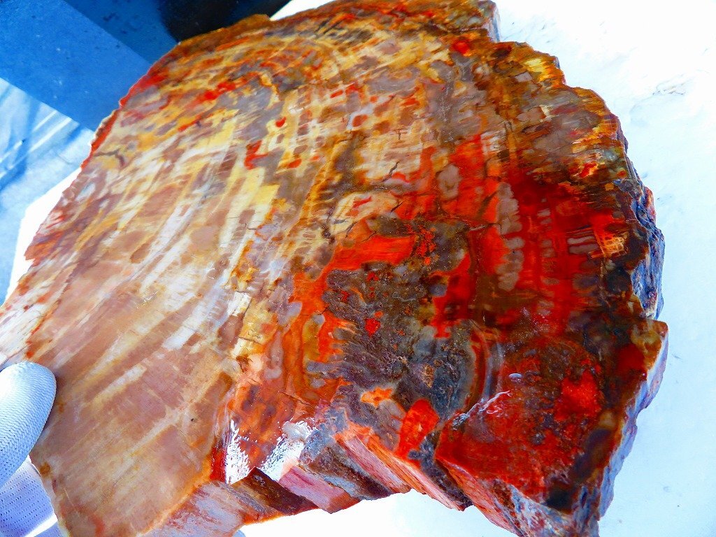 最高級 アリゾナ産 珪化木 原石 宝石 パワーストーン オブジェ 置物 化石 最高級 アリゾナ産 珪化木 原石 宝石 パワーストーン オブジェ 置物