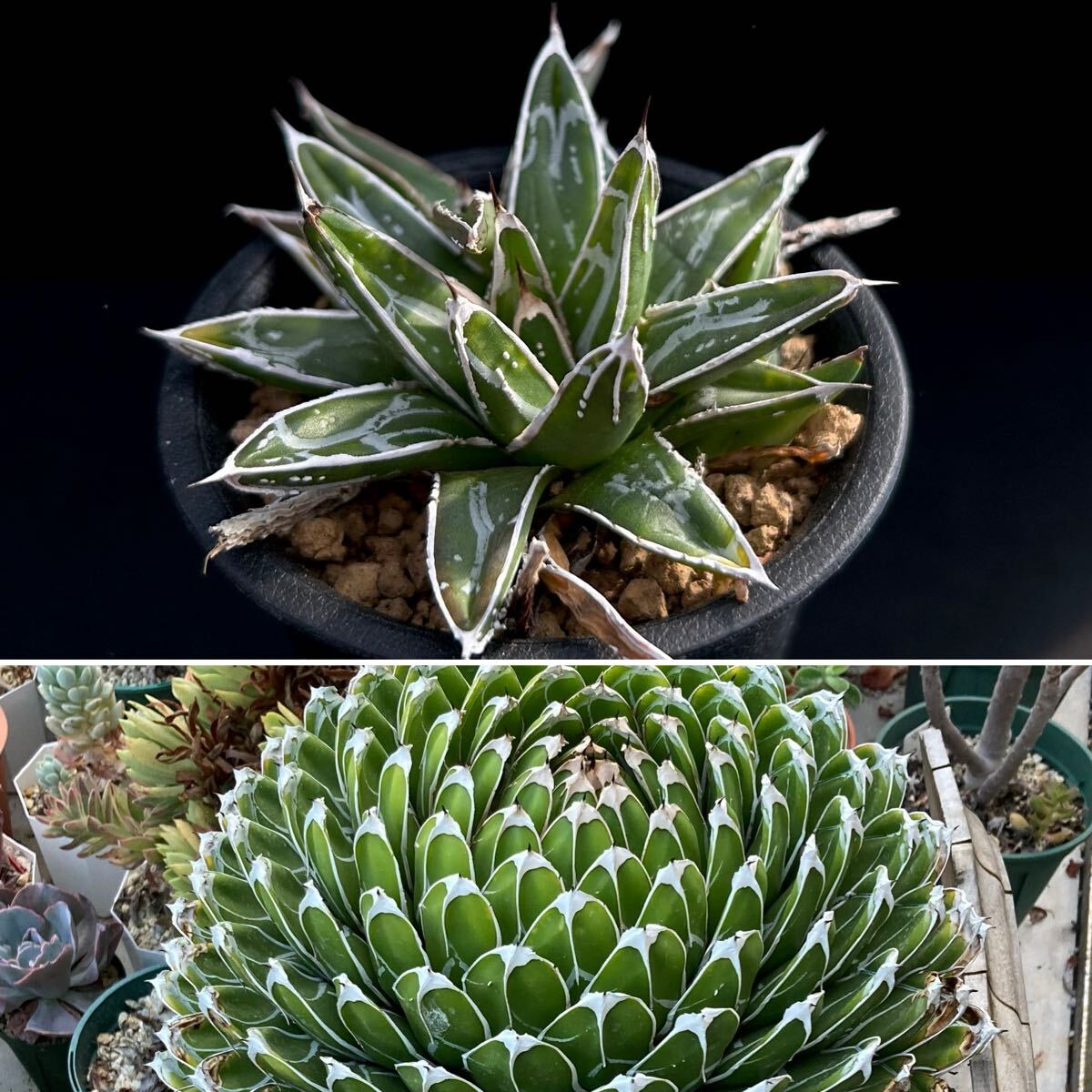 アガベ 氷山 笹の雪 4号鉢つき 大株❗ アガベ 氷山 笹の