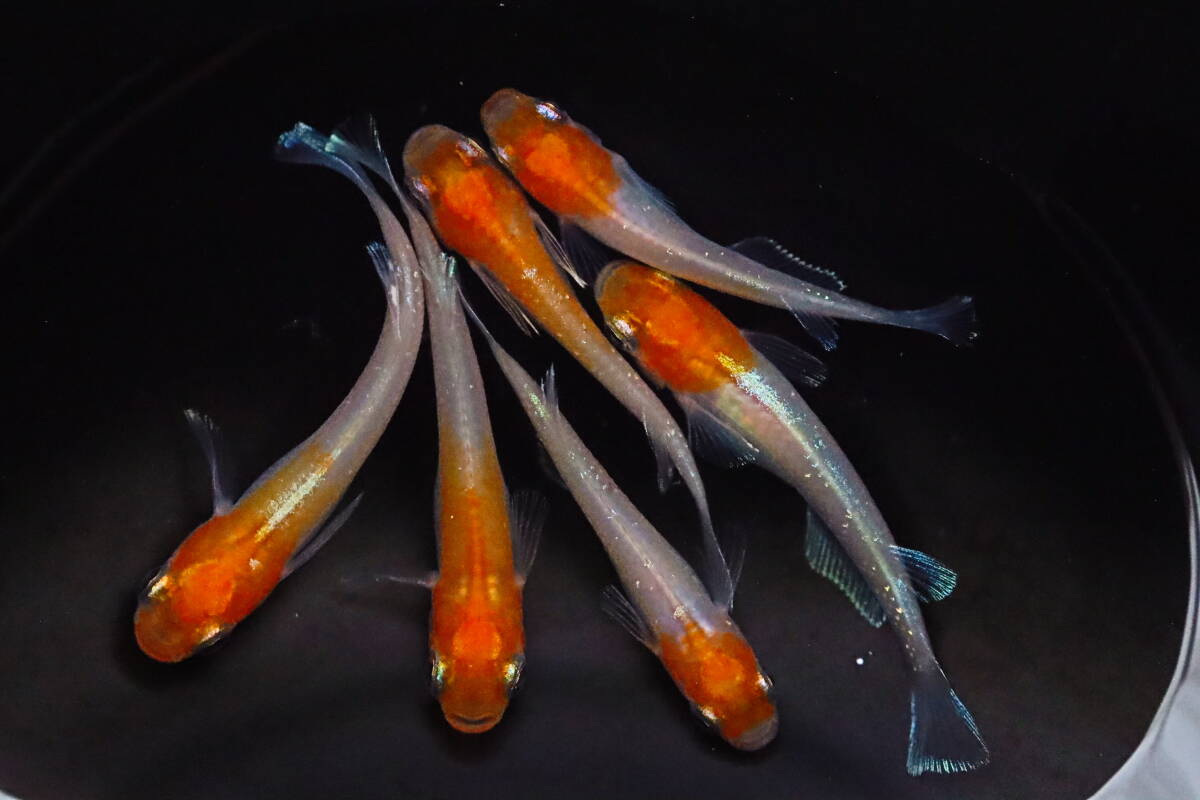 丸長メダカ A20【 玄　西郷めだか様直系　種親クラス 】5匹！ メス 2匹 ヒレ伸び無し、オス 3匹（1匹ヒレ伸び無し）！ めだか 現物出品！