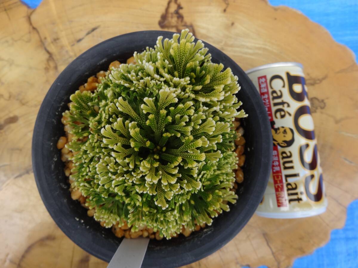 ☆いわひば イワヒバ 銘品 (富士ノ華) 10年物☆