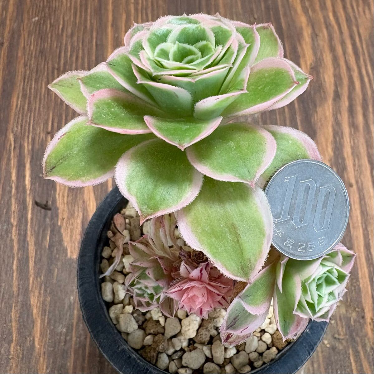 σアエオニウム ローガンロック 3号 Aeonium 'Logan Rock' 多肉