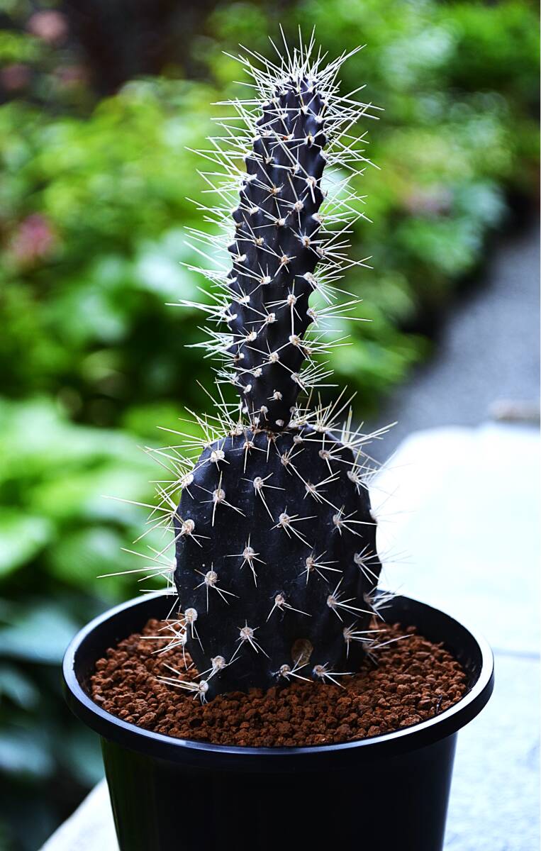 希少サボテン ガラパゴス団扇 ☆多肉植物☆サボテン☆【ガラパゴス団扇