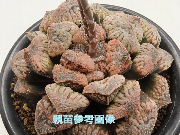 v☆1211 ハオルチア Haworthia picta モンスト 深海の女王