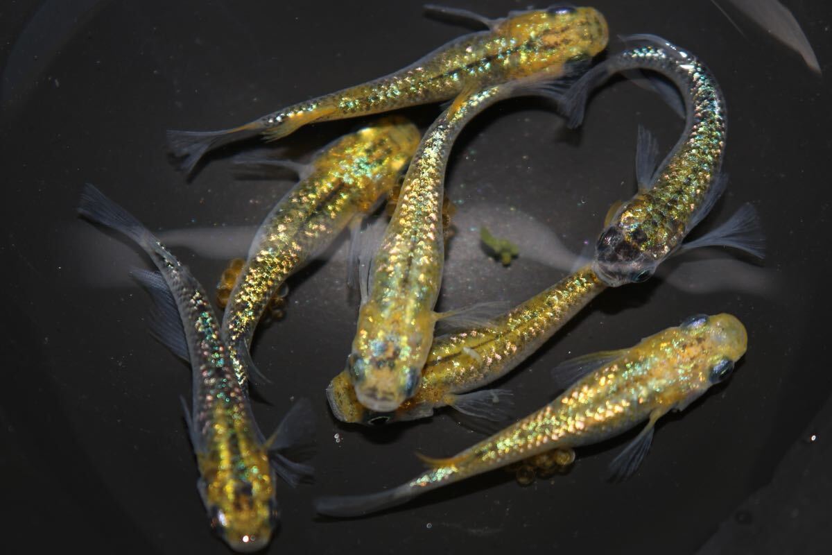 丸長メダカ B13【 NEW！ 草餅！ (月神×ユリシス F1 オーロラタイプ) 種