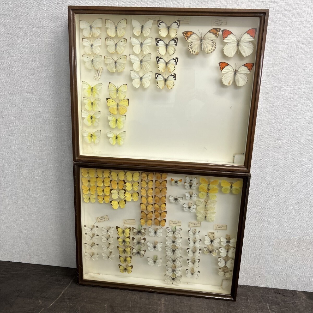 蝶　標本　ツマベニチョウのセット（♂♀同亜種かどうか不明・ブル島） 憧れの蝶の完模式標本 - 日本経済新聞