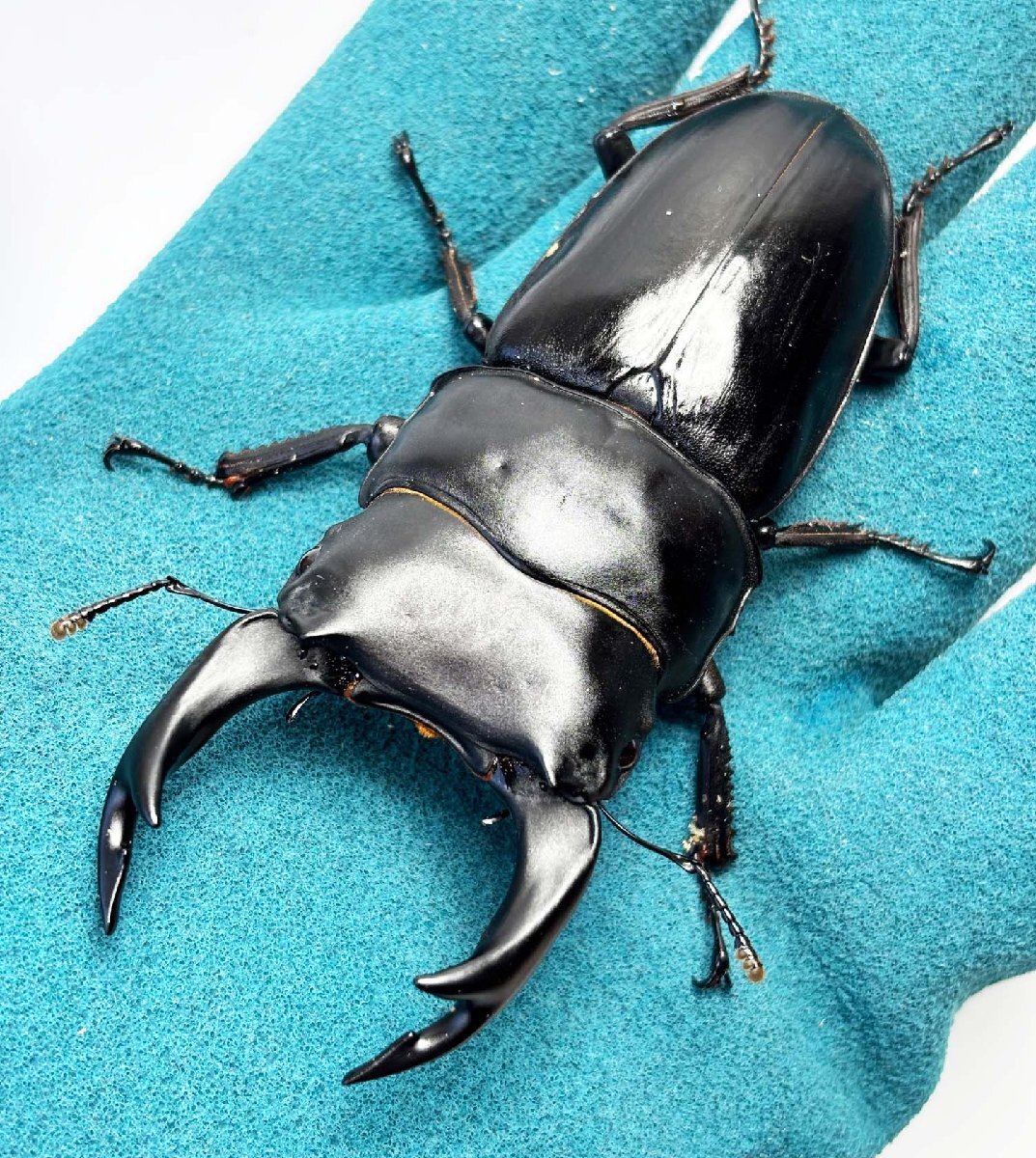 幻の極太血統京都亀岡産 オオクワガタ X-LINE76mm up