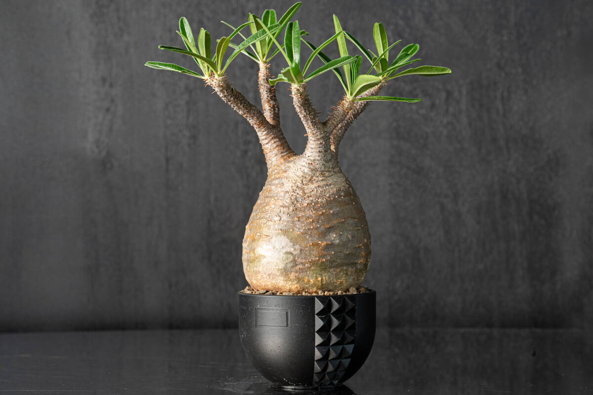 新品 Konect black fang xs / コネクト ブラック ファング 植木鉢 鉢