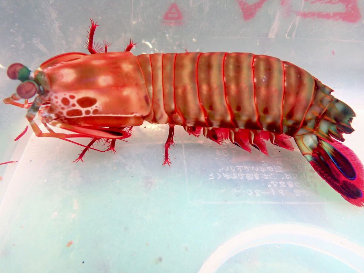 LEO レオタカオカ製 F-363 クリア グラスボール 金魚鉢 【公式通販】
