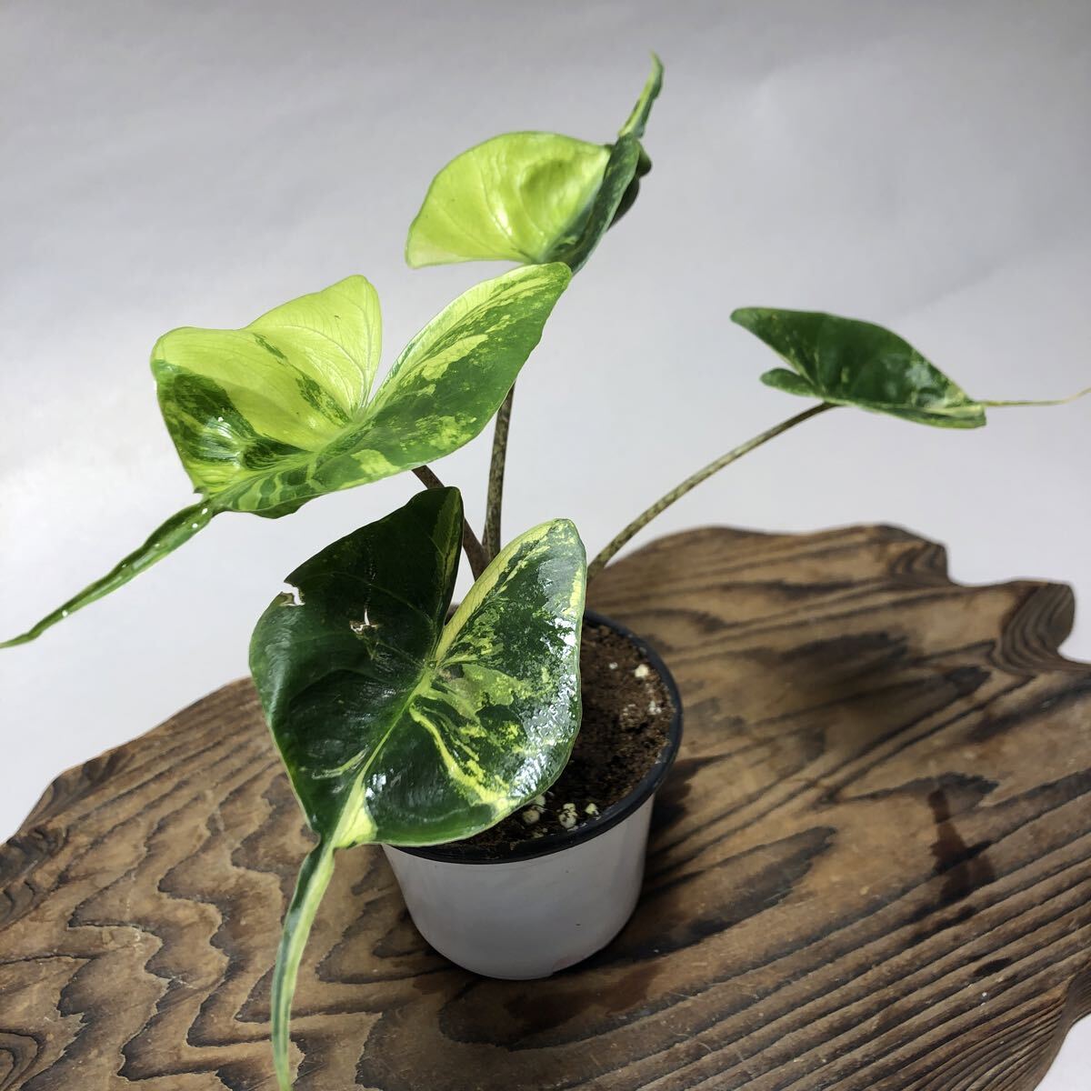 新品】☆TO☆アロカシアの小形品種 Alocasia 'Babyray' 観葉植物