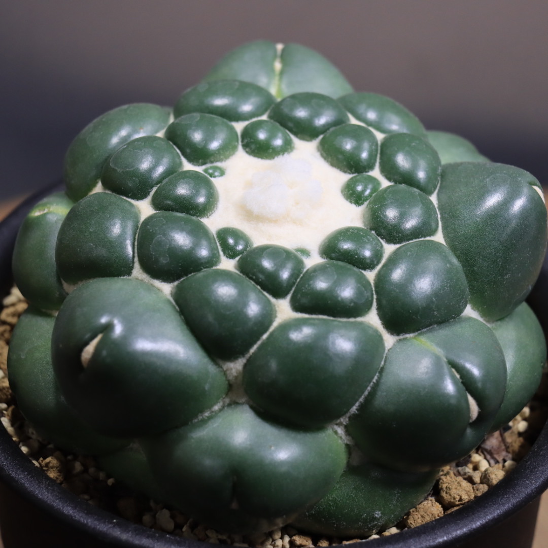 新品】カキコ 無刺コリファンタ 刺無象牙丸 Coryphantha elephantidens