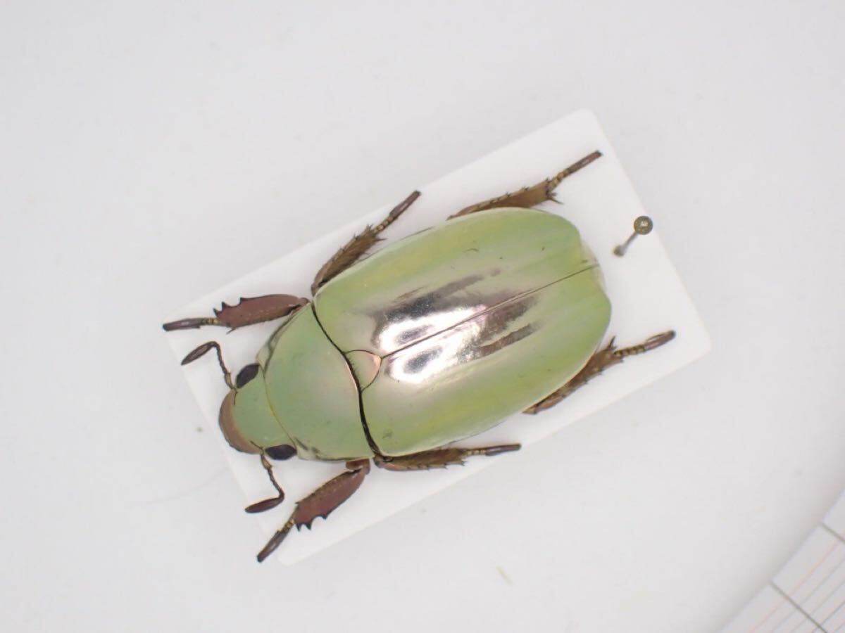 目立った傷や汚れなし】標本2242 コスタリカ産 オーロラプラチナコガネ