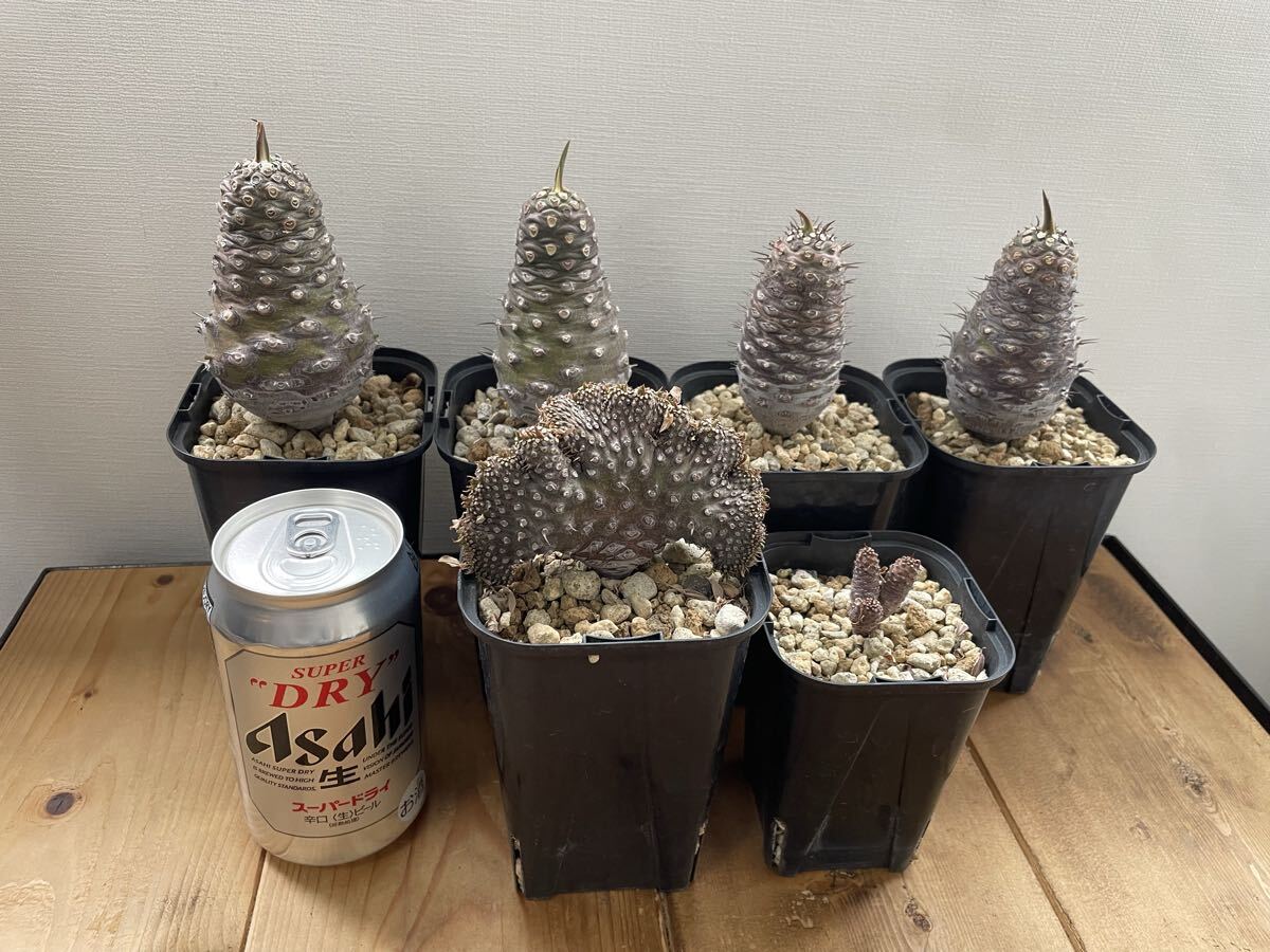 大株 美株 フィルミアナ コロラータ 塊根植物 観葉植物 コーデックス