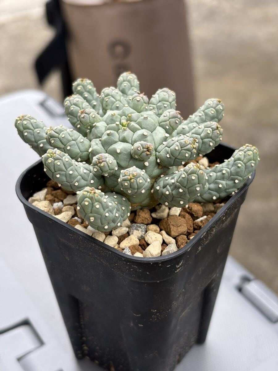 ユーフォルビア ラミグランス // Euphorbia ramiglans, ユーホルビア